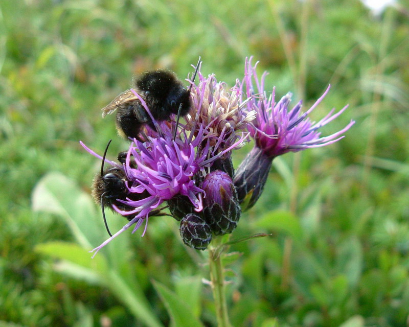 Centaurea: 4 specie